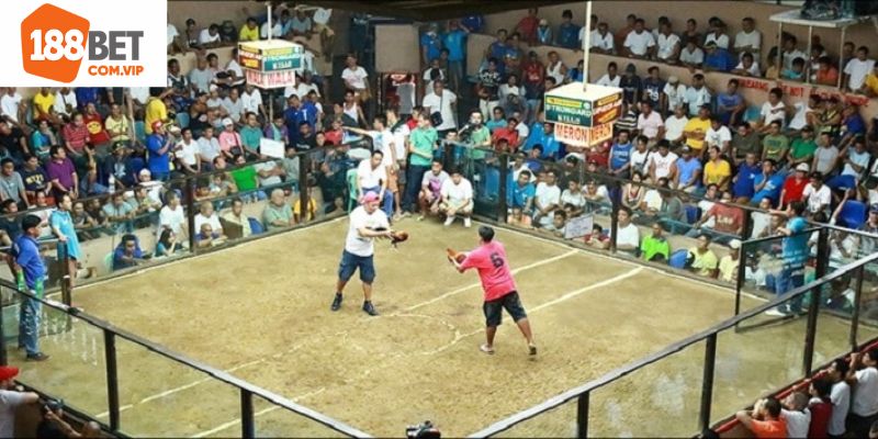 Những điều cần ghi nhớ khi chơi tại trường gà Savan