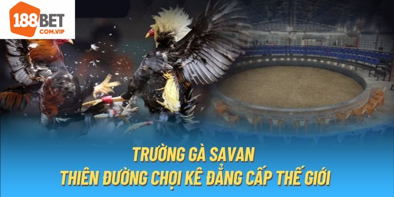 Đôi nét về thông tin của sân chơi đá gà Savan